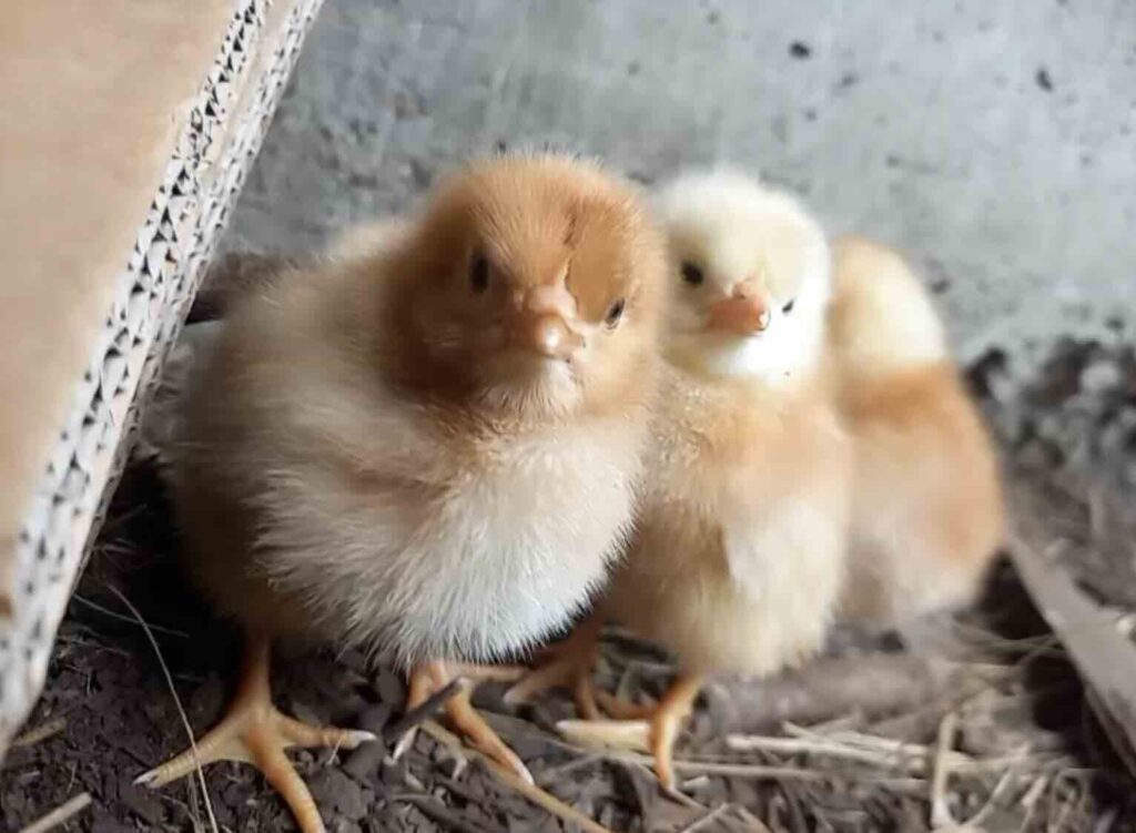 chick at flow